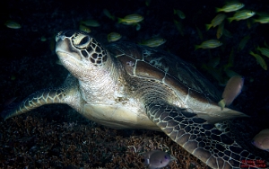 North Sulawesi-2018-DSC04365_s- Green turtleTortue Verte - Chelonia mydas